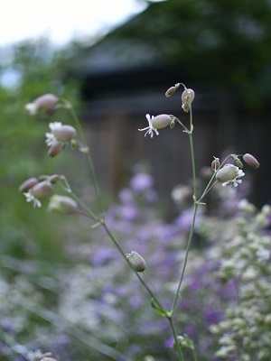 SILENE vulgaris